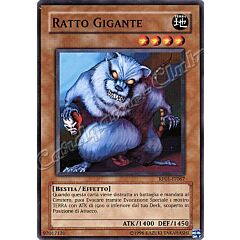 RP01-IT067 Ratto Gigante comune (IT)  -GOOD-