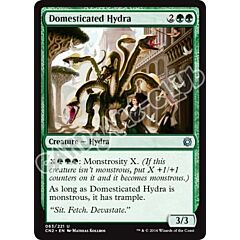 063 / 221 Domesticated Hydra non comune (EN) -NEAR MINT-