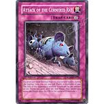 RGBT-EN075 Attack of the Cornered Rat comune 1st Edition -NEAR MINT-